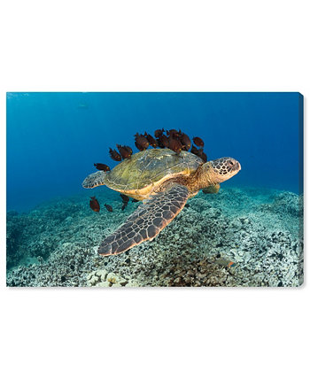 Морская черепаха и рыба. Картина Дэвида Флитема. Холст, 15 "x 10" Oliver Gal