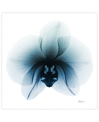Безрамное свободно плавающее графическое настенное панно из закаленного стекла «Ледниковая орхидея», 38 x 38 x 0,2 дюйма Empire Art Direct