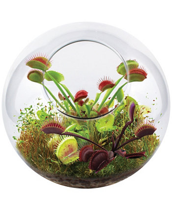 Уникальный садовый стеклянный террариум, ловушка для мух, набор садовых растений Areyougame