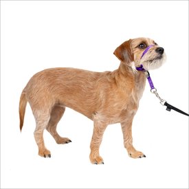 PetSafe Gentle Leader Padded No Pull Dog Headcollar PetSafe