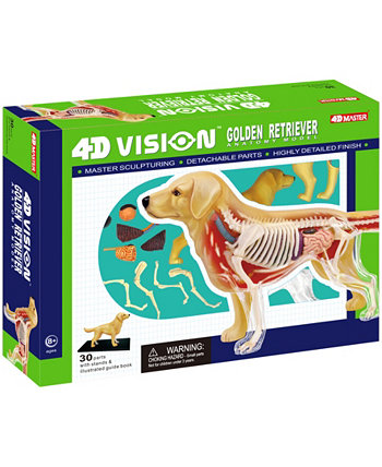 Модель анатомии 4D Vision Golden Retreiver Areyougame