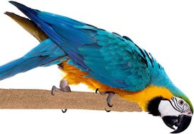 Super Bird Creations Sure-Grip Grooming Perch, X-Large Super Bird Creations