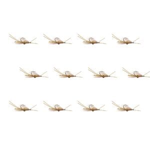 Squimp Tan 12-Pack Umpqua