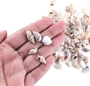 Super Z Outlet Tiny Miniature Fairy Garden Beach Critter Seashells Marine Life Collection for Vase Filler (2 Tbsp Pack) Super Z Outlet