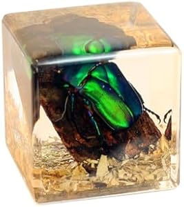 REALBUG Real Chafer Beetle Cube Desk Decoration REALBUG