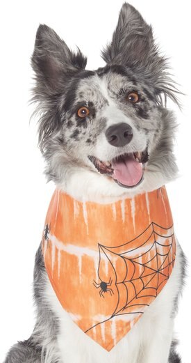 Frisco Orange Spiderweb Dog & Cat Costume Bandana Frisco