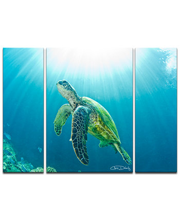 "Морская черепаха" 3 шт. Набор для печати на холсте Ready2HangArt