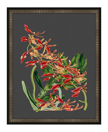Красивое растение на черном фоне VII в рамке Giclee Wall Art - 17 "x 21" x 2 " Melissa Van Hise