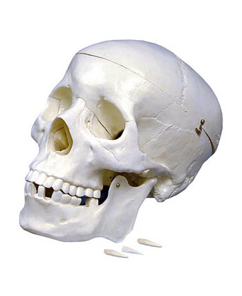 Пластиковая модель человеческого черепа Supertek