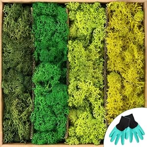 Preserved Reindeer Moss,25 OZ Preserved Pole Moss Natural Green Moss for Art Wall Easter Table Decor (4 Colors) ROVOCLO