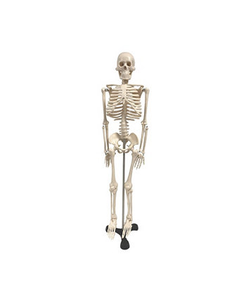 Human Skeleton Model with Key, 19.5" Supertek