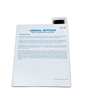Microslide, Animal Mitosis Supertek