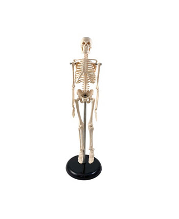Human Skeleton Model with Key, 10.5" Supertek