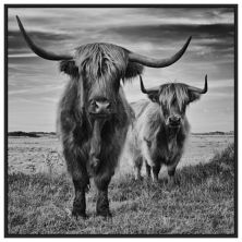 Highland Cow Couple By Stephane Pecqueux Framed Canvas Wall Art Print Amanti Home