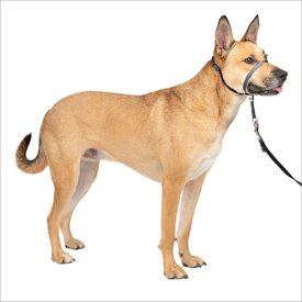 PetSafe Gentle Leader Padded No Pull Dog Headcollar PetSafe