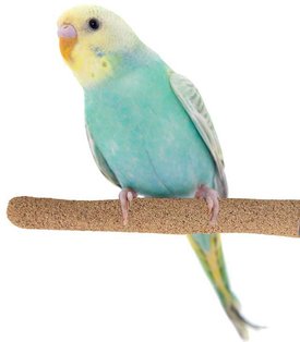 Super Bird Creations Sure-Grip Grooming Perch, Small Super Bird Creations