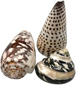 PEPPERLONELY 3 PC Assorted Natural Sea Shells Cone Shells, 2 Inch ~ 3-3/4 Inch (#77830) Pepperlonely