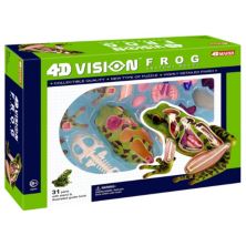 4D Vision Frog Anatomy Model by 4D Master 4D Master