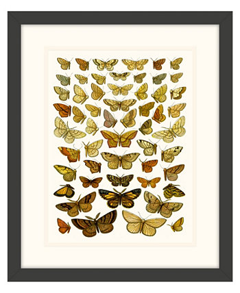 Картины бабочек IV в рамке Giclee Wall Art - 15 "x 18" x 2 " Melissa Van Hise