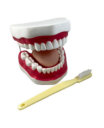 Oral Hygiene Model with Key Supertek
