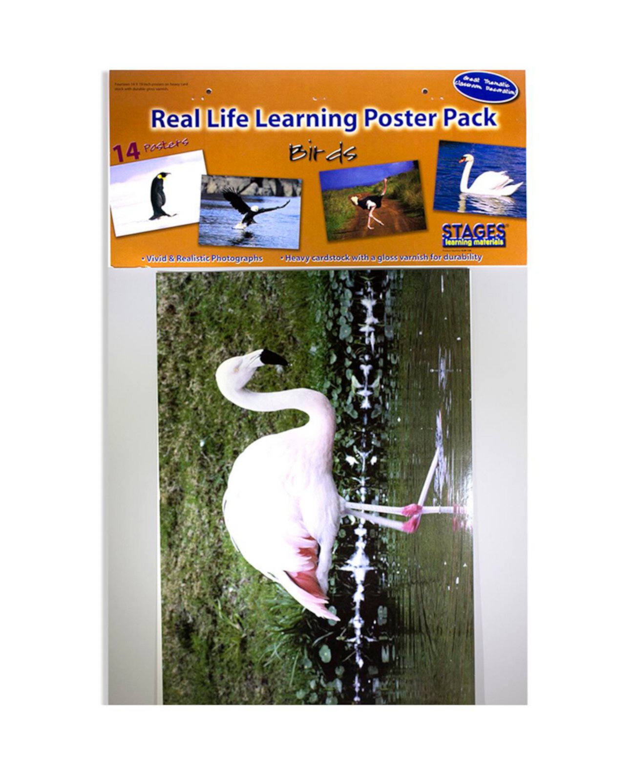 Real Photo Birds Набор плакатов Stages Learning Materials