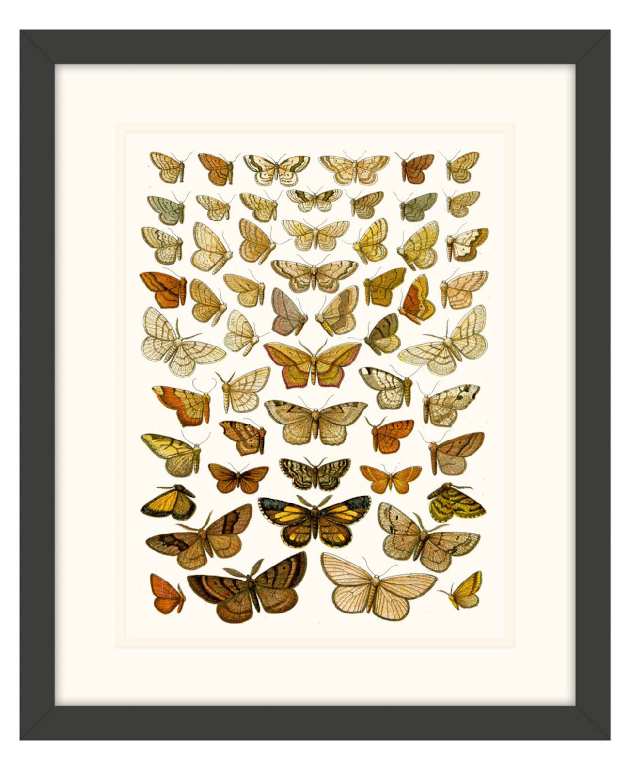 Картины бабочек IV в рамке Giclee Wall Art - 15 "x 18" x 2 " Melissa Van Hise