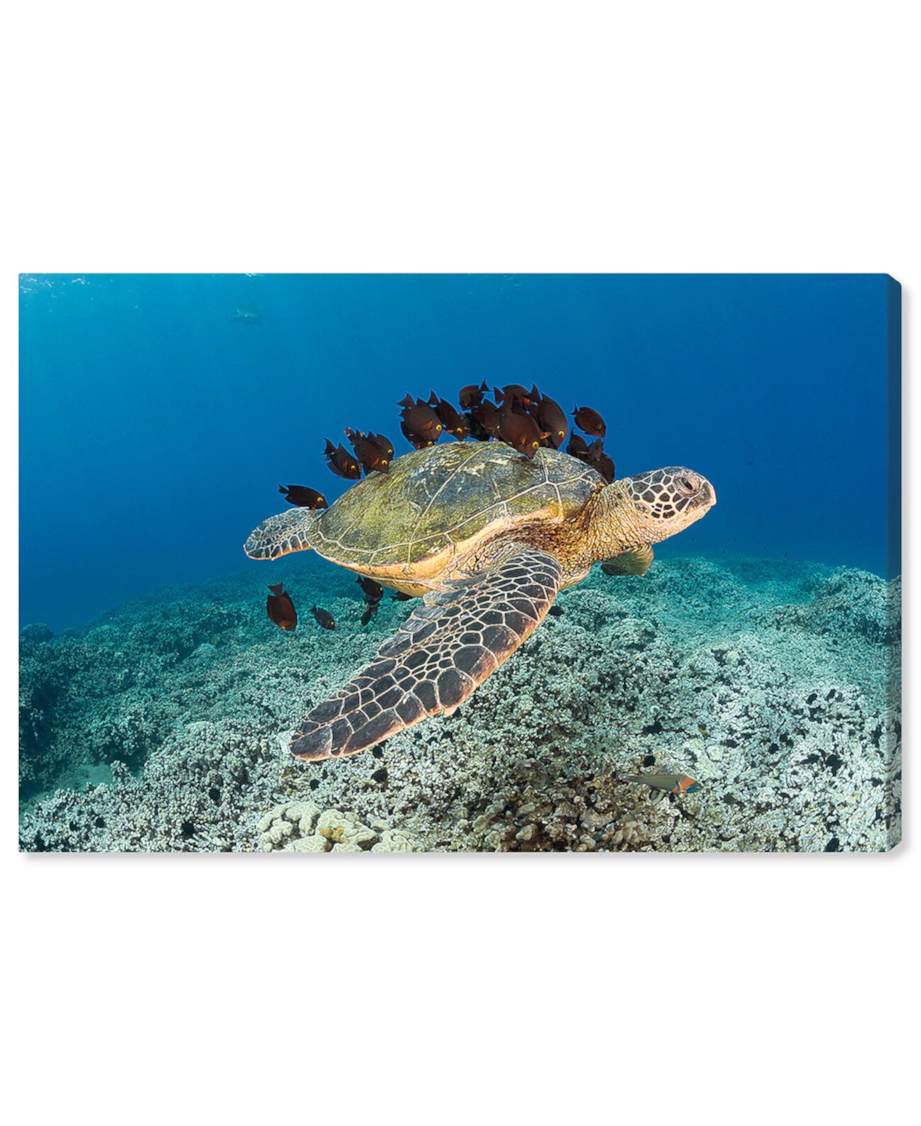 Морская черепаха и рыба. Картина Дэвида Флитема. Холст, 15 "x 10" Oliver Gal