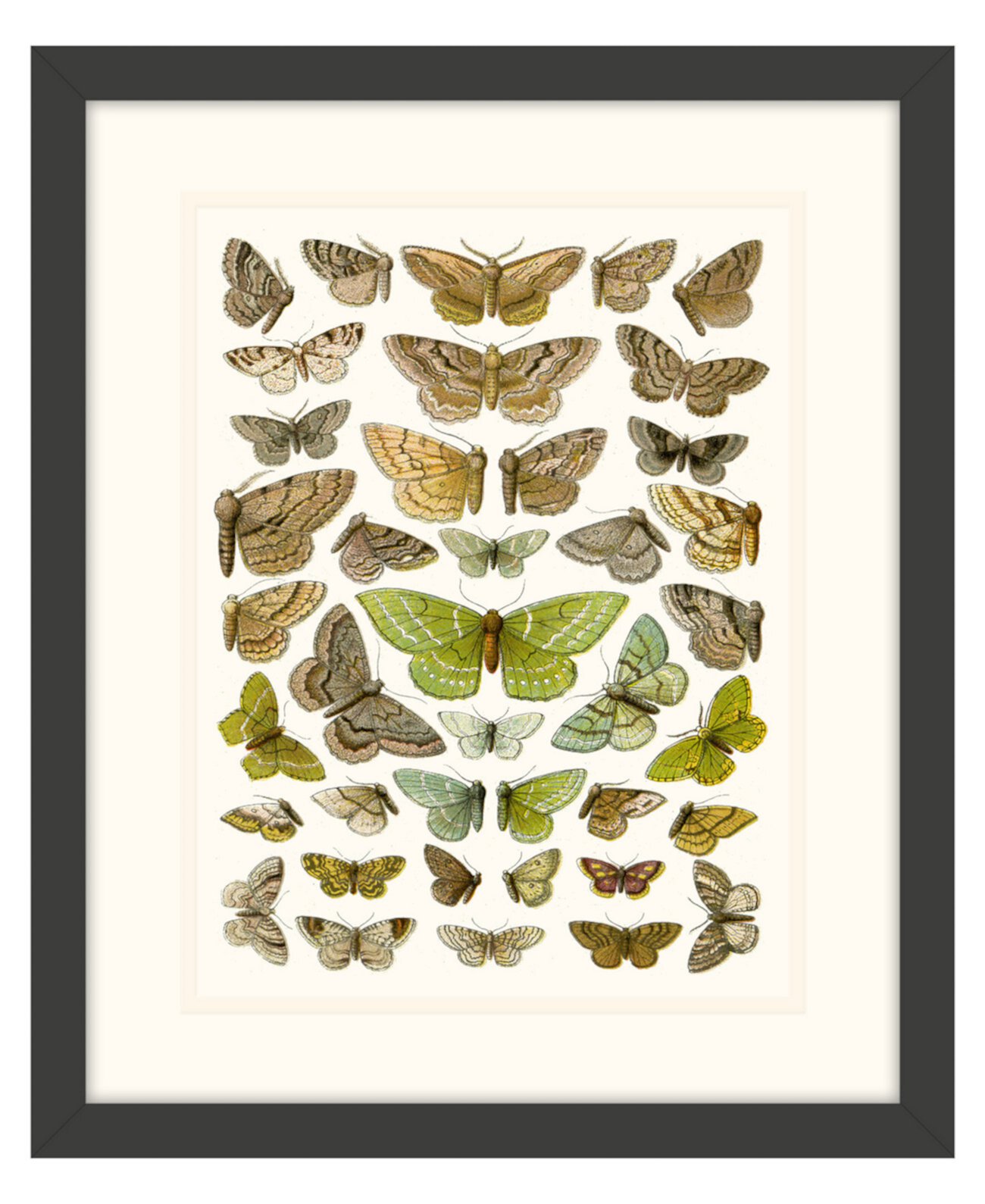 Картины с изображением бабочек II в рамке из жикле - 15 "x 18" x 2 " Melissa Van Hise