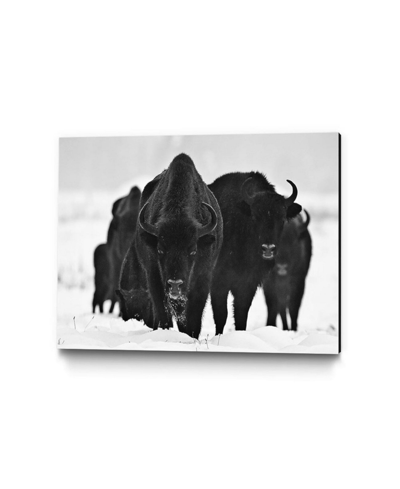 36 "x 24" Печать на холсте из музея европейских бизонов Giant Art