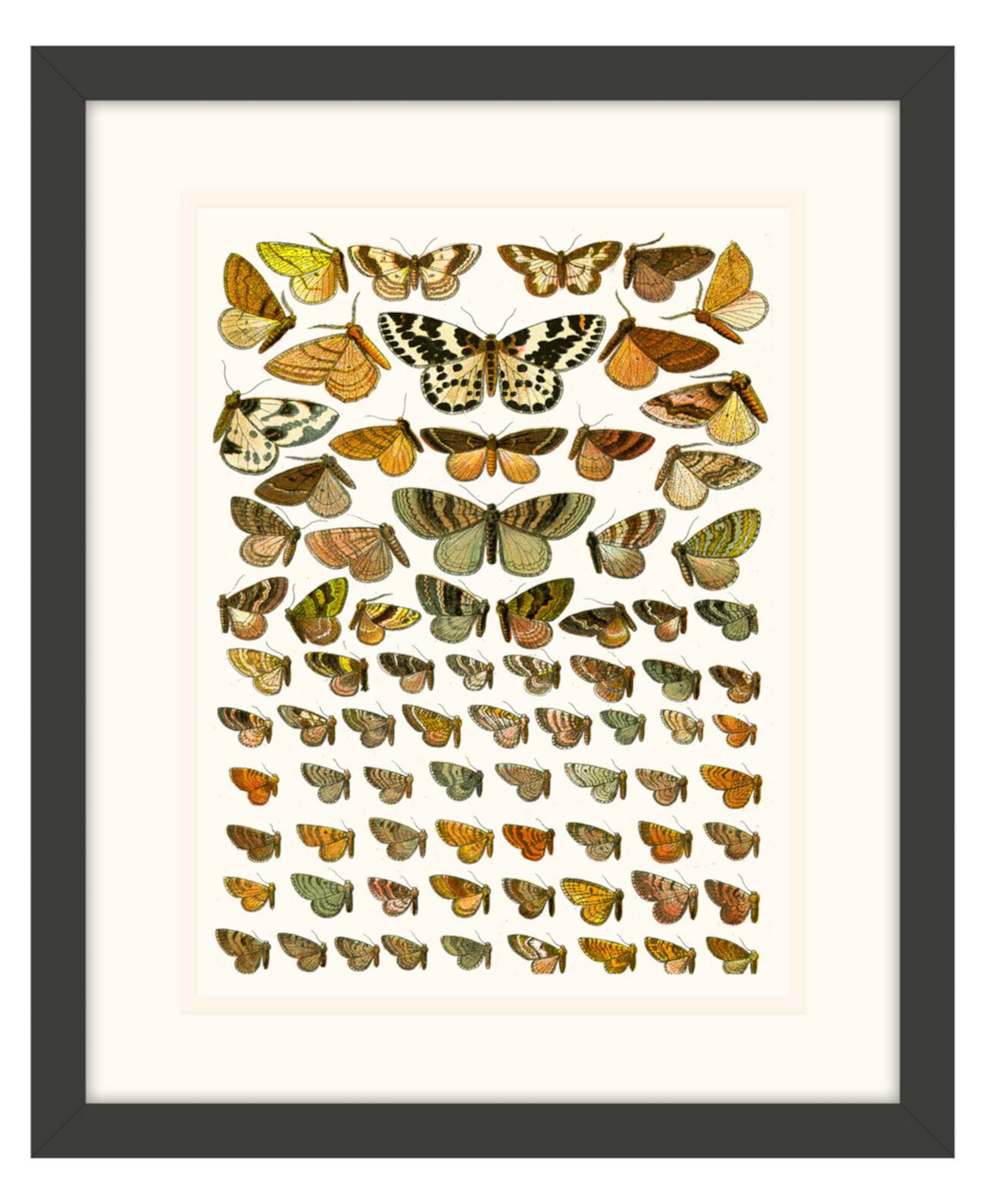 Картины с бабочками III в рамке из жикле на стенах - 15 "x 18" x 2 " Melissa Van Hise