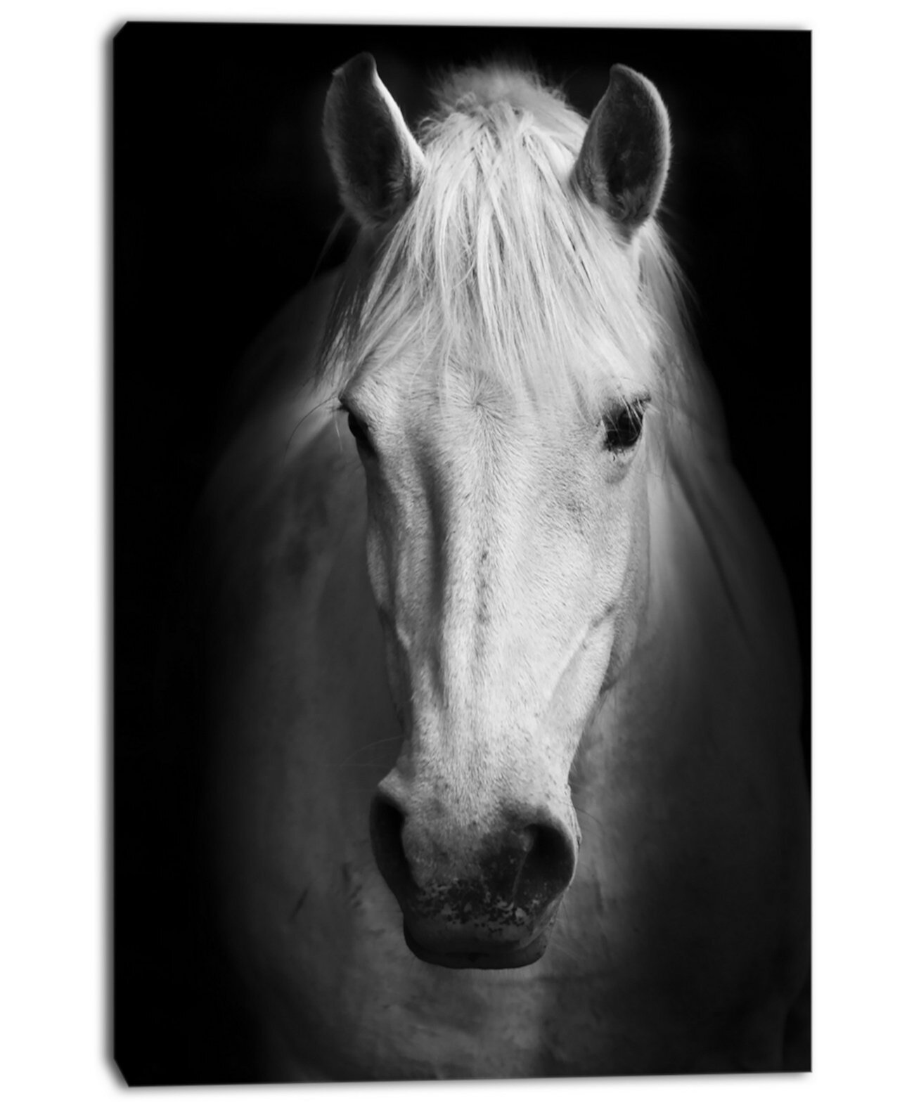 Designart Белая лошадь Черно-белый принт на холсте с животными - 30 "X 40" Design Art
