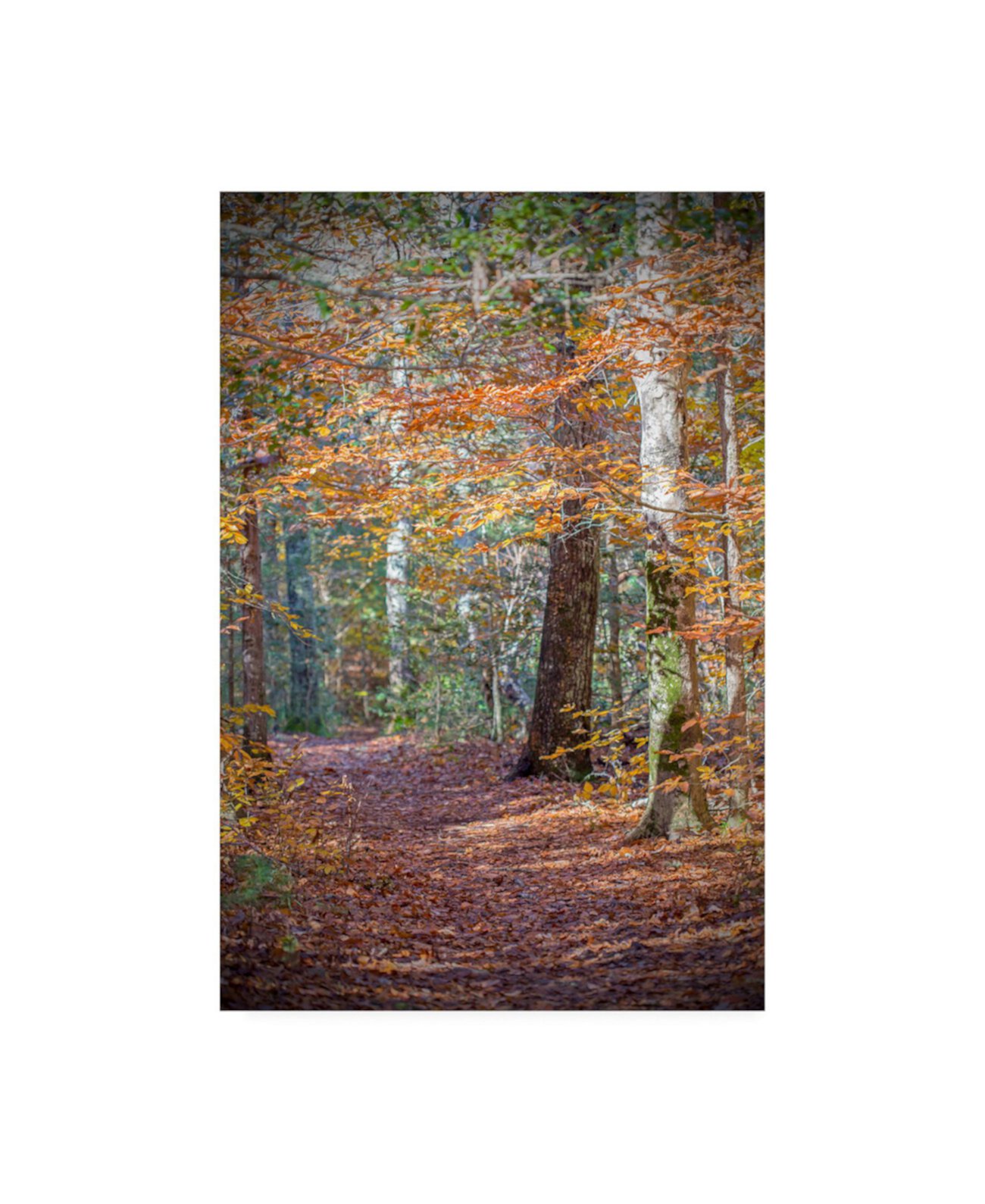 Брук Т. Райан Ржавый холст с осенним лесом - 15,5 "x 21" Trademark Global
