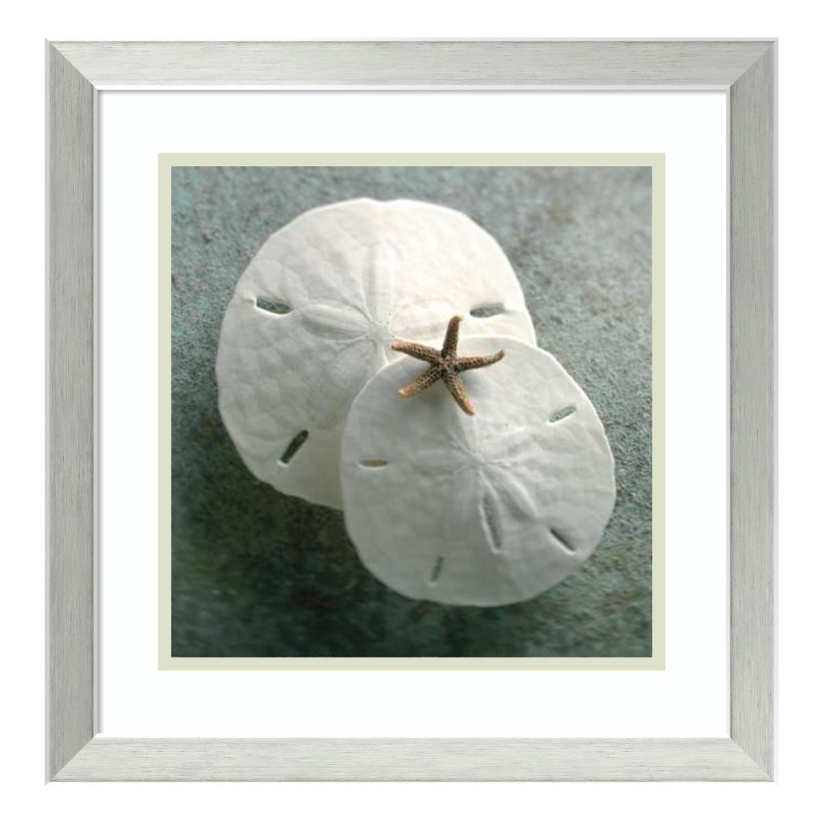 Amanti Art Sand Dollars Framed Wall Art Amanti Art