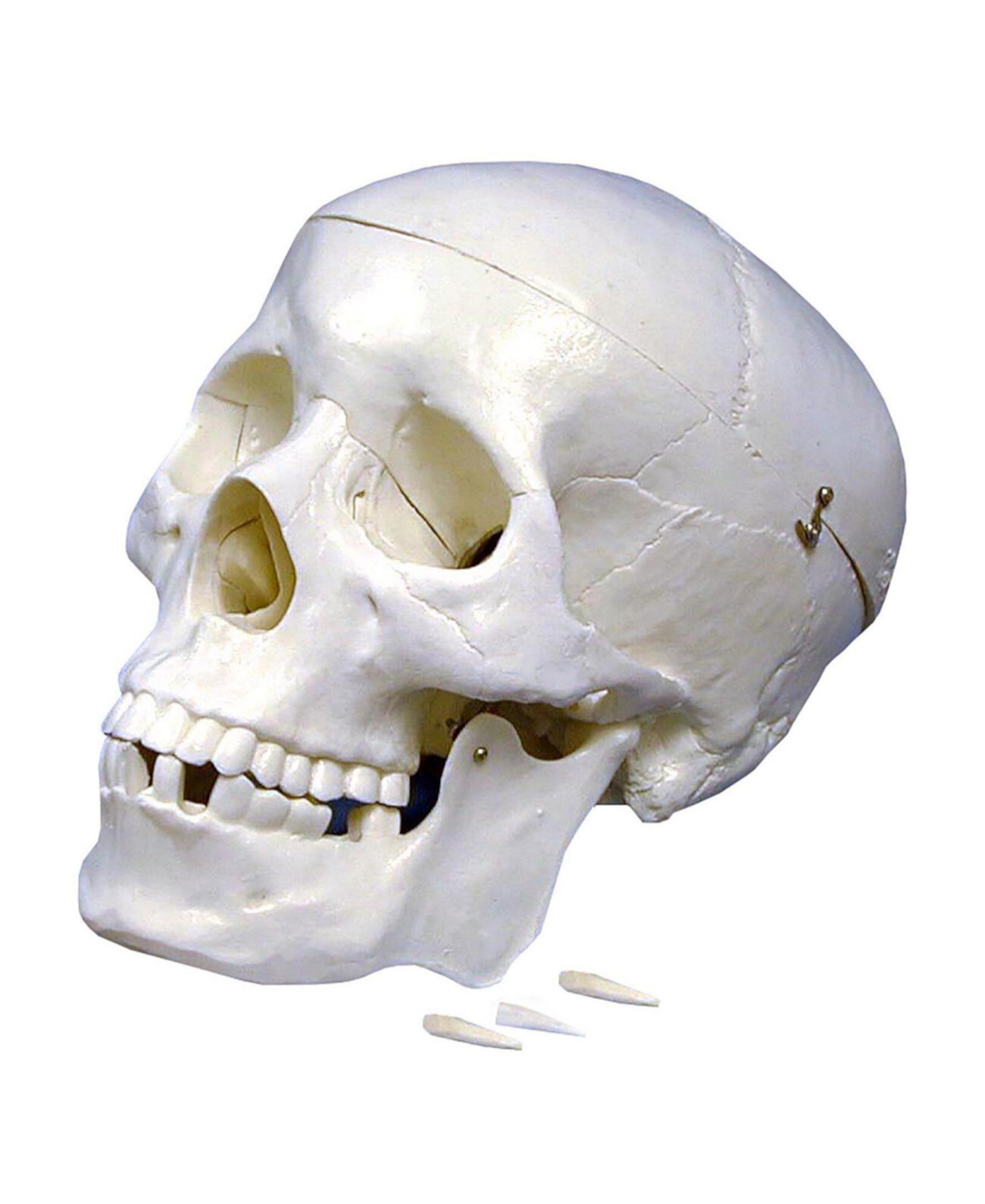 Пластиковая модель человеческого черепа Supertek