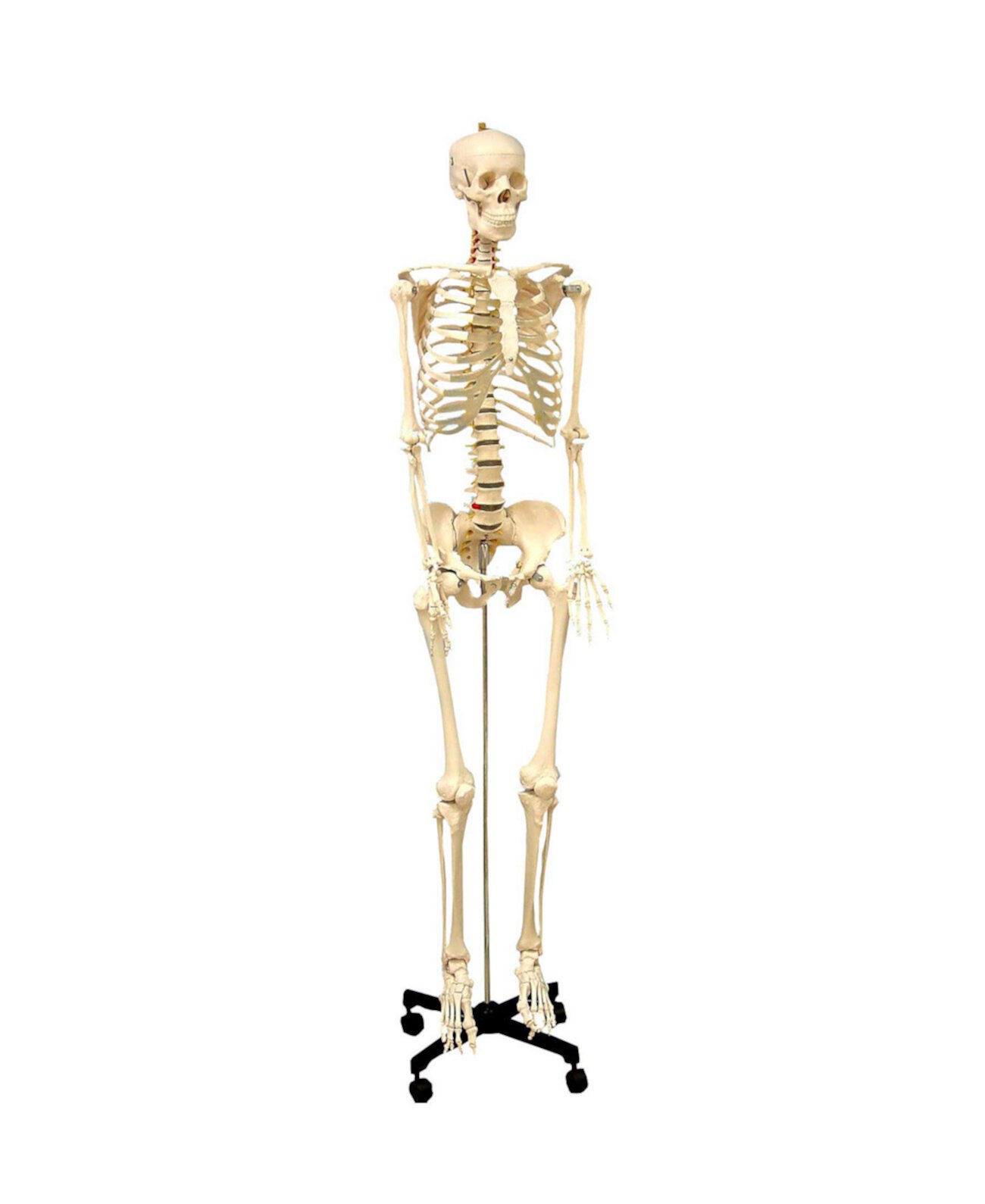 Life Size Human Skeleton Model with Key, Rod Mount Supertek