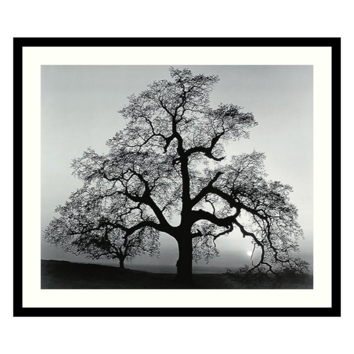 &#34;Oak Tree, Sunset City, California, 1962&#34; Framed Art Print by Ansel Adams Amanti Art