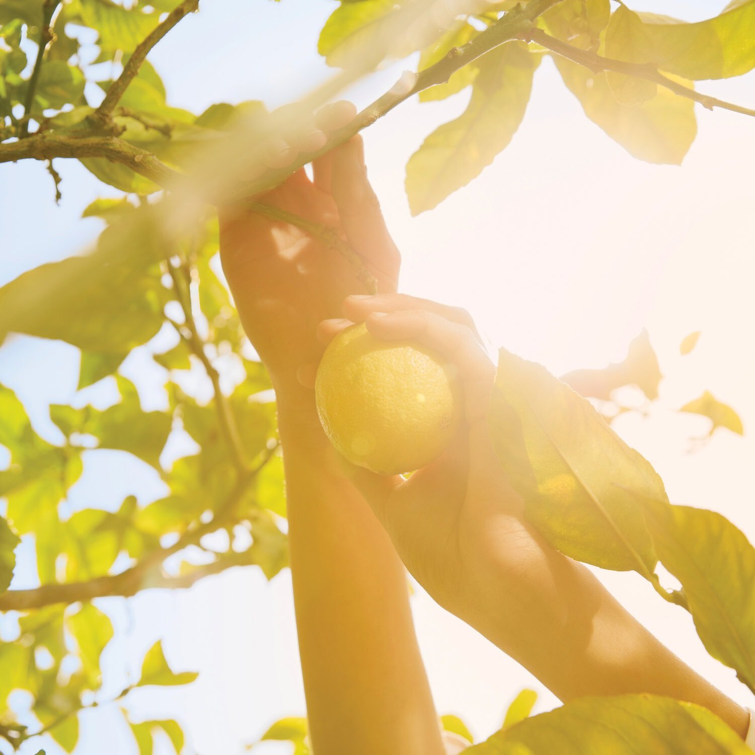 'REPLICA' Under the Lemon Trees Maison Margiela