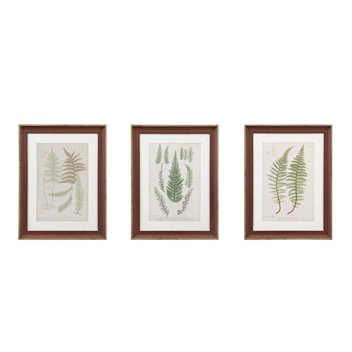 Набор настенных картин из 3 предметов в рамке Martha Stewart Lady Fern Martha Stewart