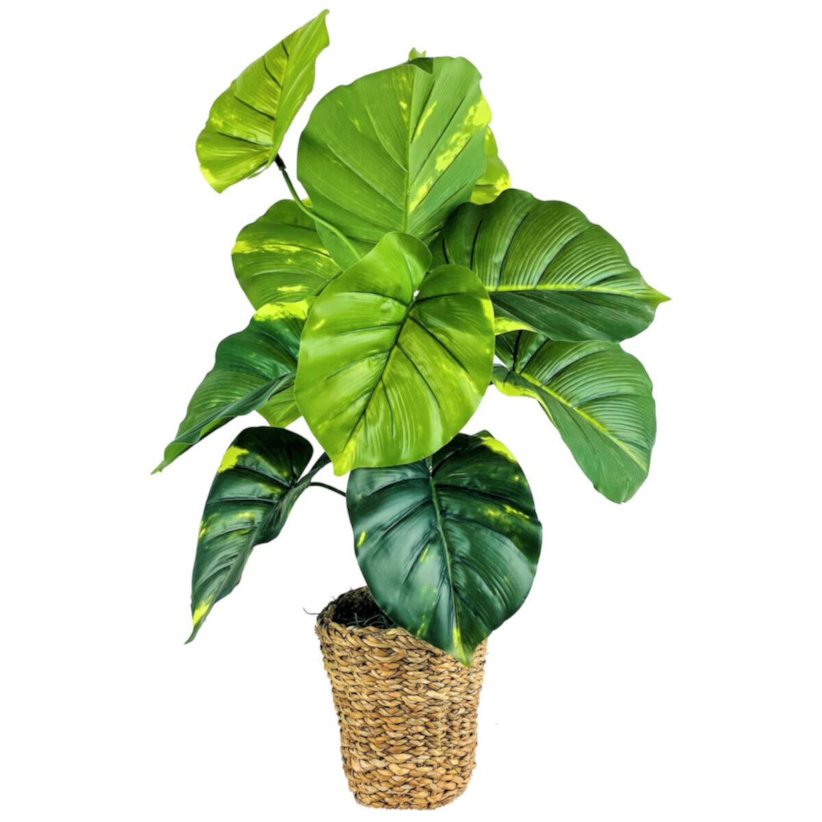 30&#34; Faux Pothos in Braided Rope Basket Unbranded