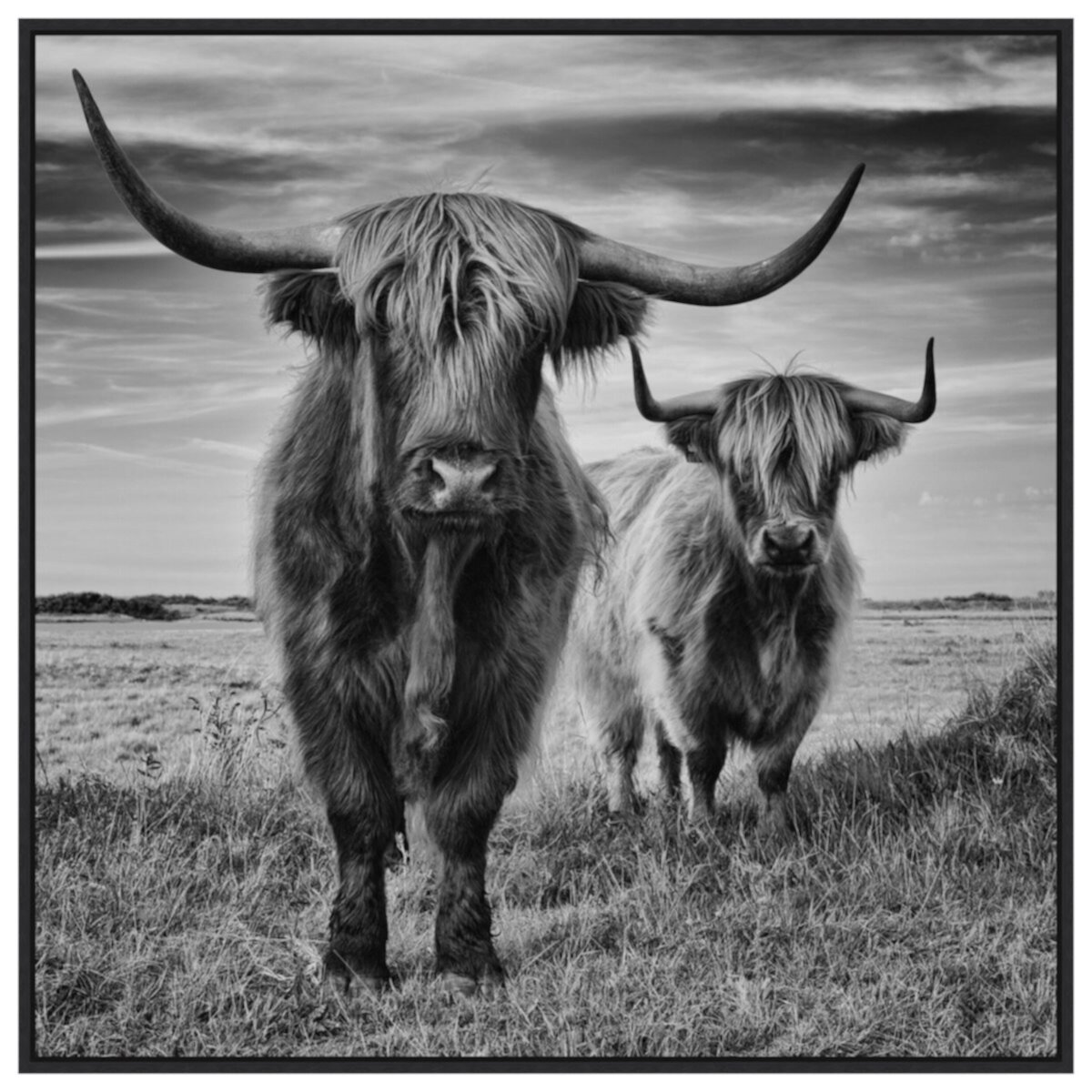 Highland Cow Couple By Stephane Pecqueux Framed Canvas Wall Art Print Amanti Home