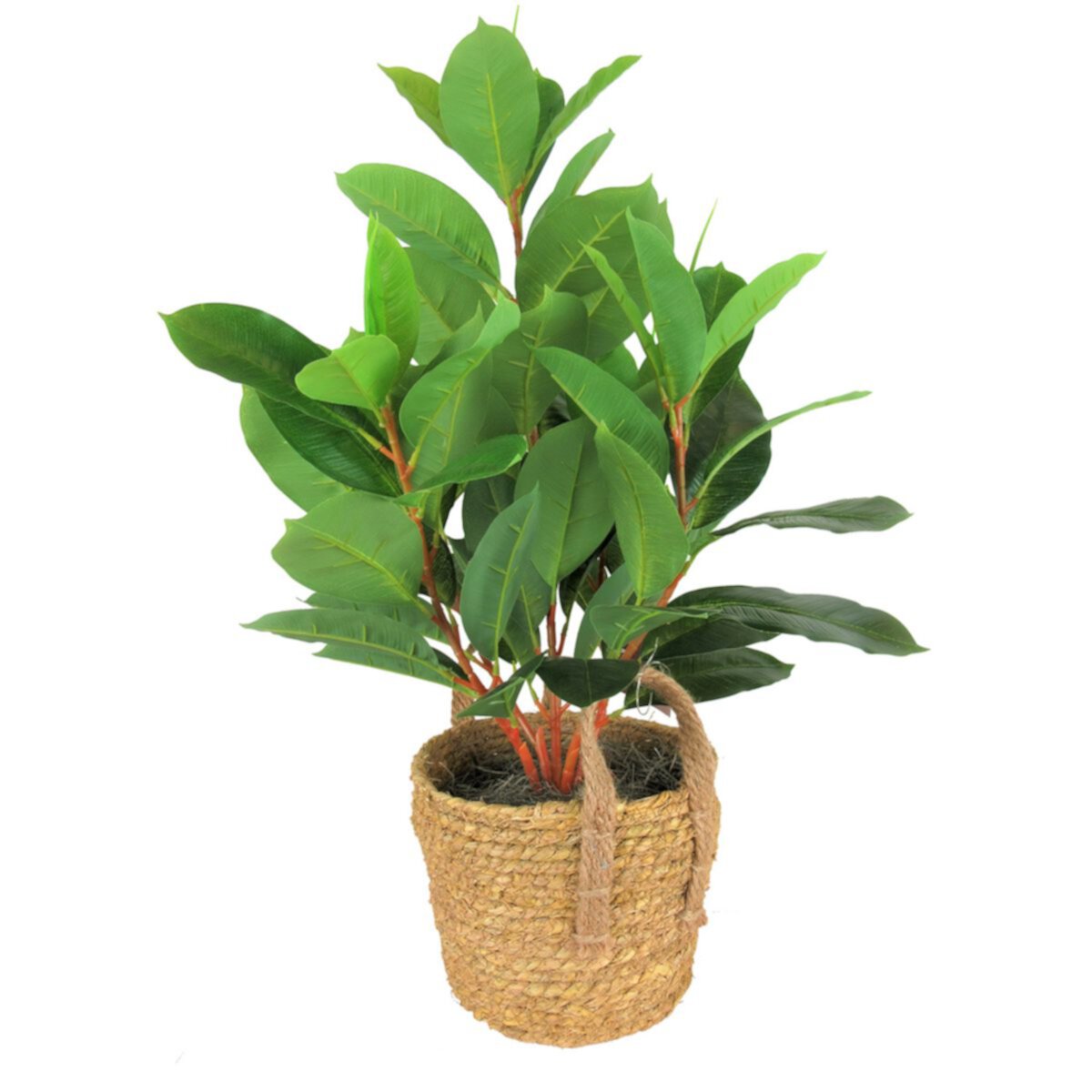 28&#34; Faux Rubber Plant in Rope Basket Unbranded