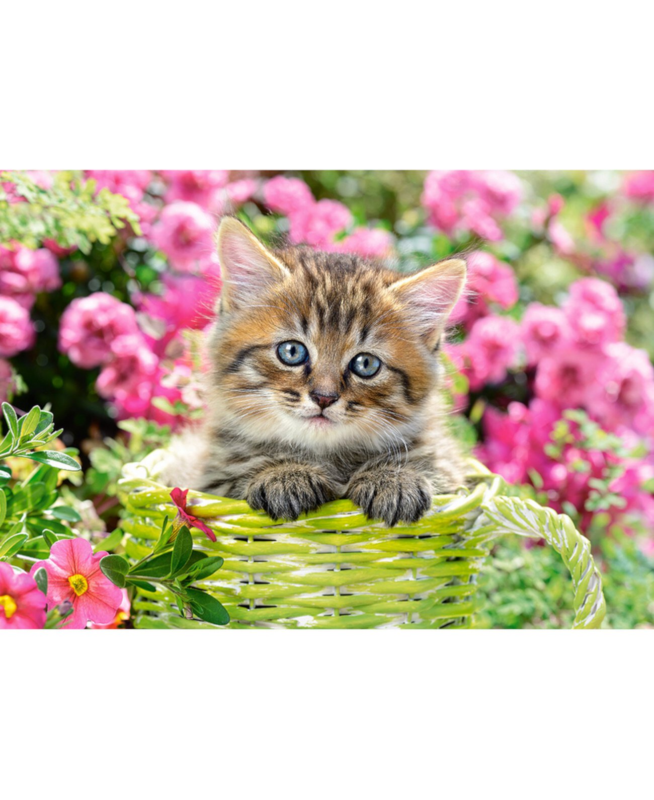 Kitten in Flower Garden 500 Piece Jigsaw Puzzle Castorland