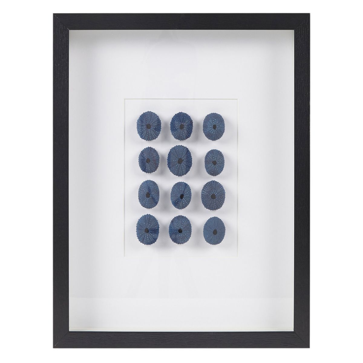 Martha Stewart Indigo Sea Urchin Shell Framed Shadowbox Wall Decor Martha Stewart