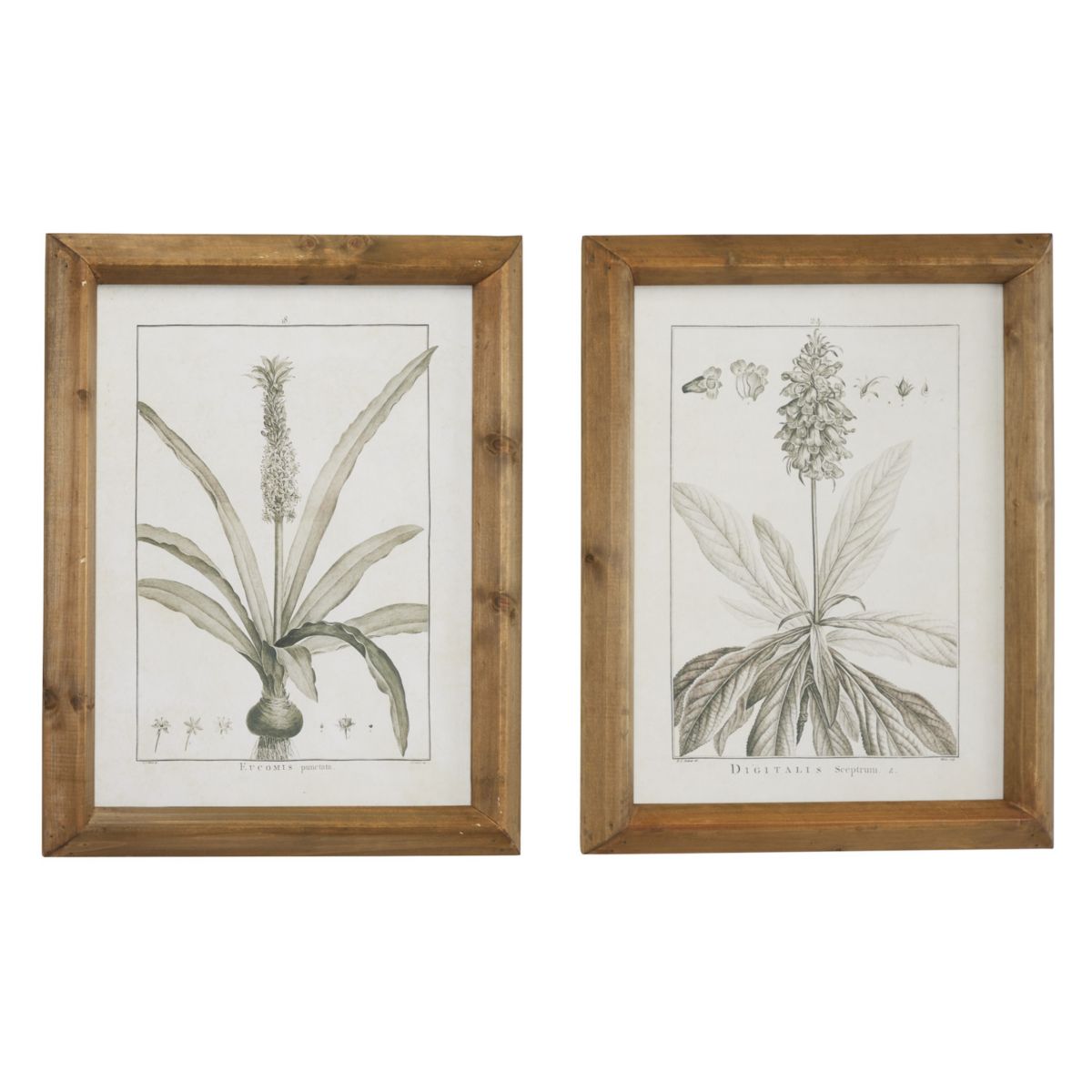 Stella & Eve Framed Botanical Wall Art 2-Piece Set Stella & Eve