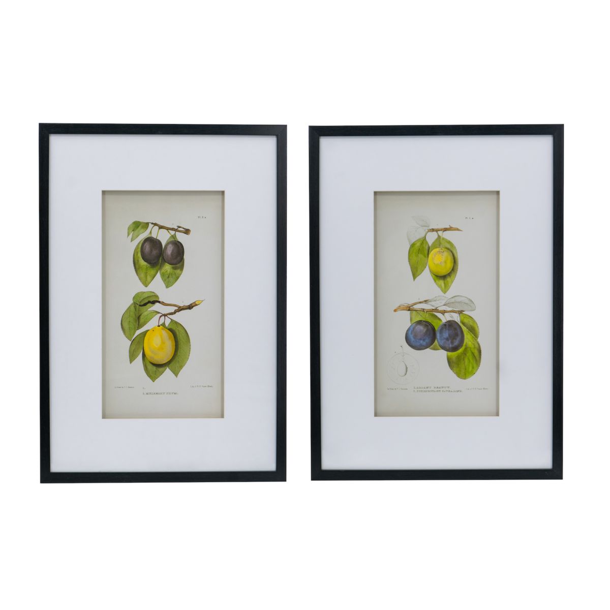 A&B Home Smithsonian - Assorted Fruit Framed Wall Art 2-Piece Set A&B Home