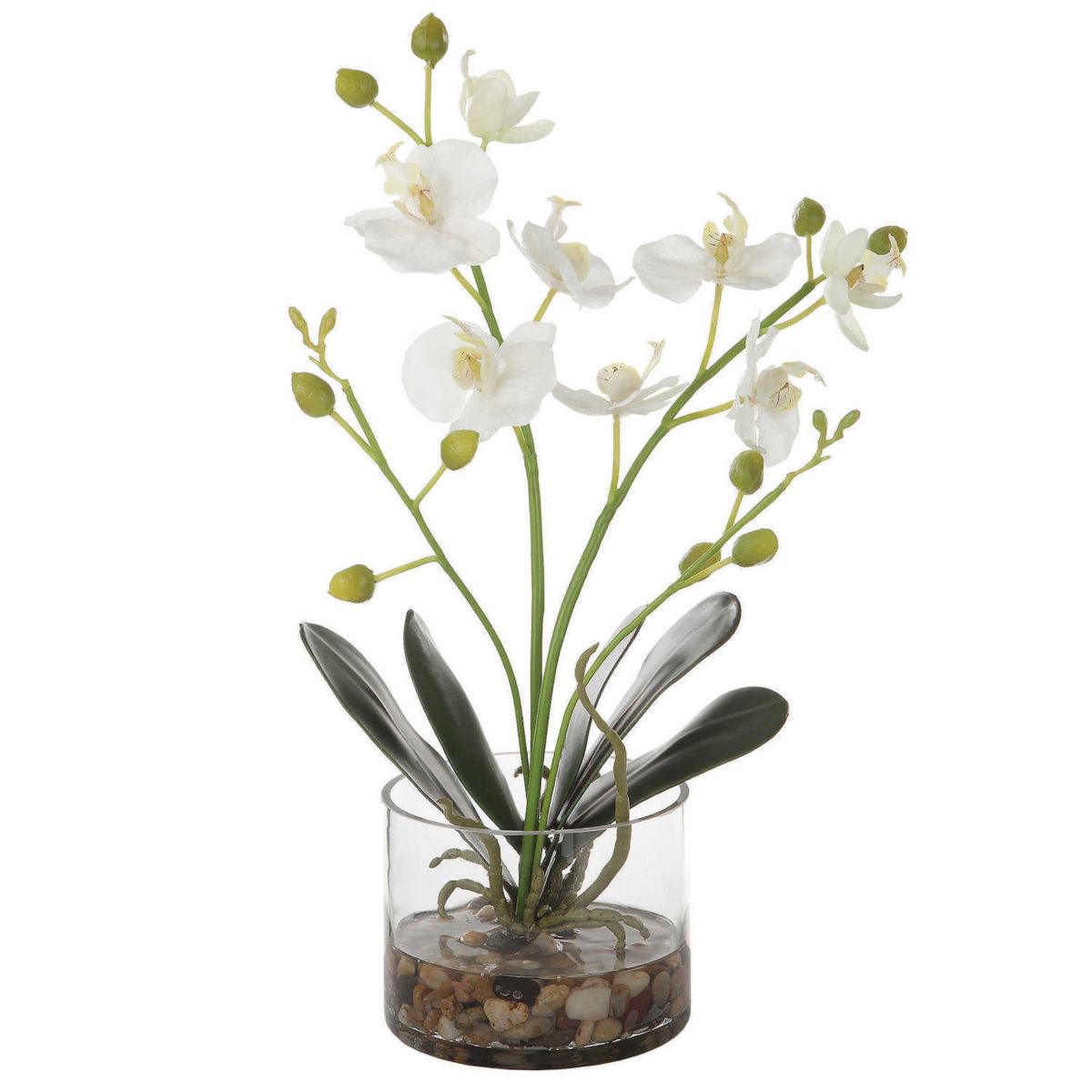 Uttermost Glory Orchid Uttermost