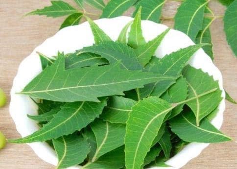 Fresh Neem Leaves Goodluck Ganesha