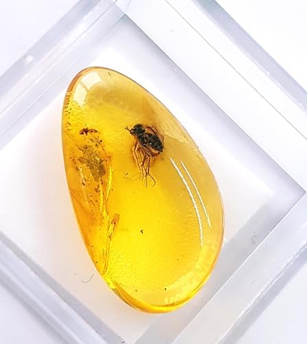 AMBERMILANA Natural Fossil Baltic Amber with Insect Inclusion in Magnifying Box/Beautiful Museum Grade/Certified Genuine Baltic Amber AMBERMILANA