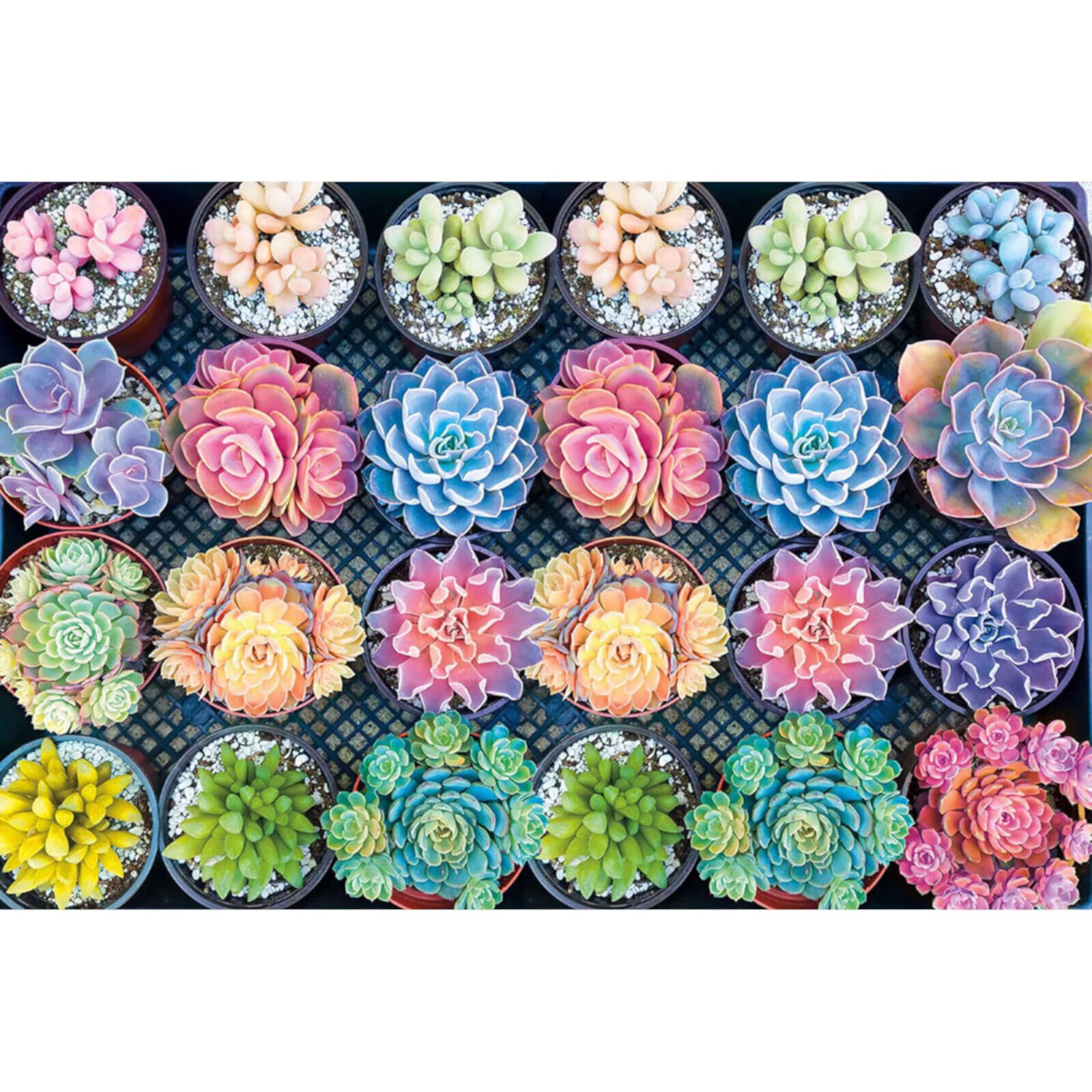 Toys Succulent 1000 Piece Adult Children Puzzle Holiday Gift Pattern Toy Paper learning & education toys Sehao