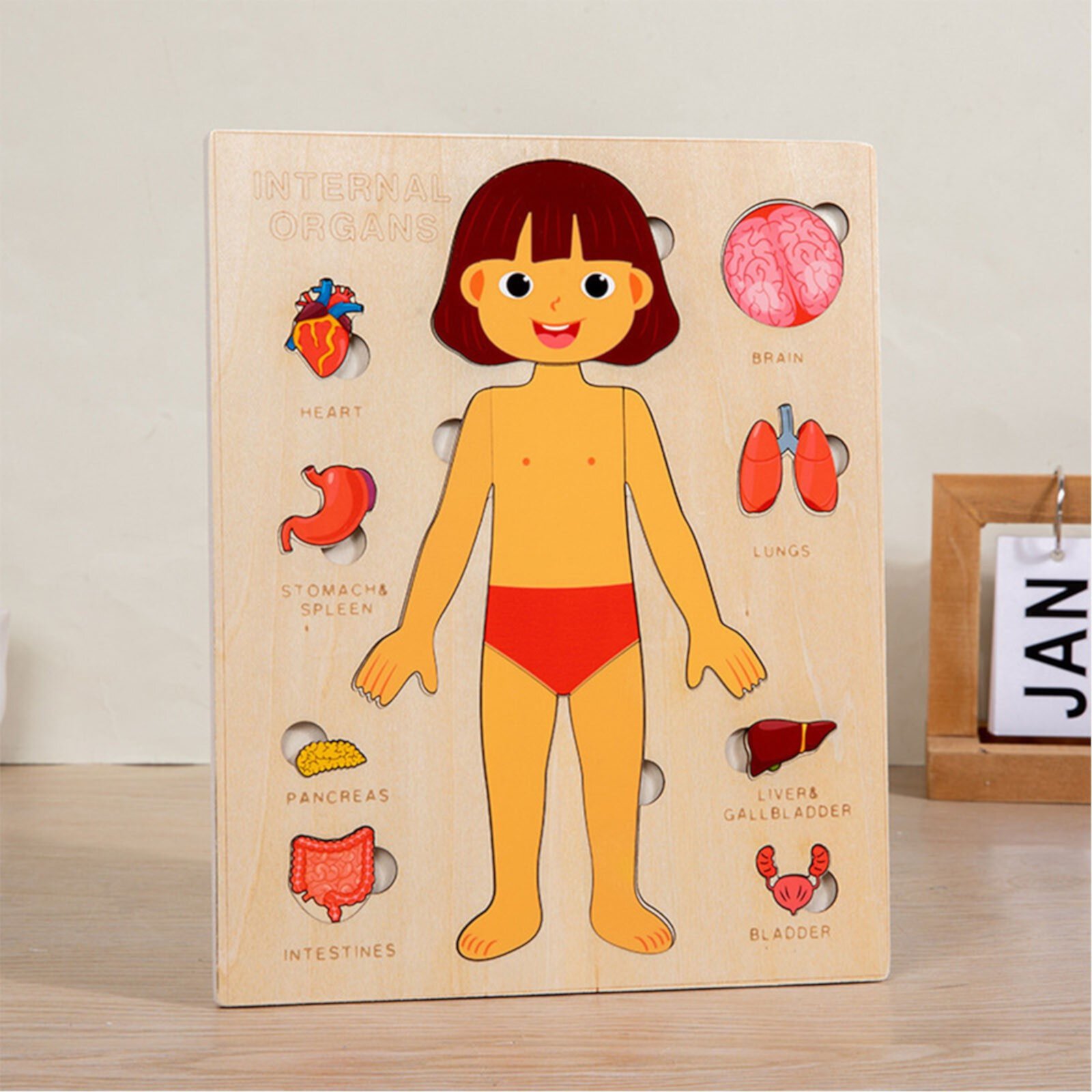 Wooden Body Puzzles For Kids Toddler Girl Anatomy Puzzle Human Body Learning Toy With Internal Organs Early Educational Toy For Boys And Girls SIYTUAU